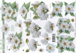 3 versch. weie Blten - Le Suh 777224